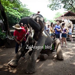 Campo de elefantes de Maesa