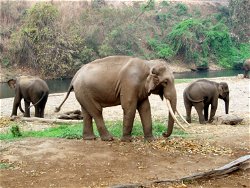 El Centro de entrenamiento de elefantes de Chiang Dao