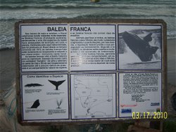 Observacion de Baleia Franca