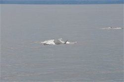Observatorio de las ballenas