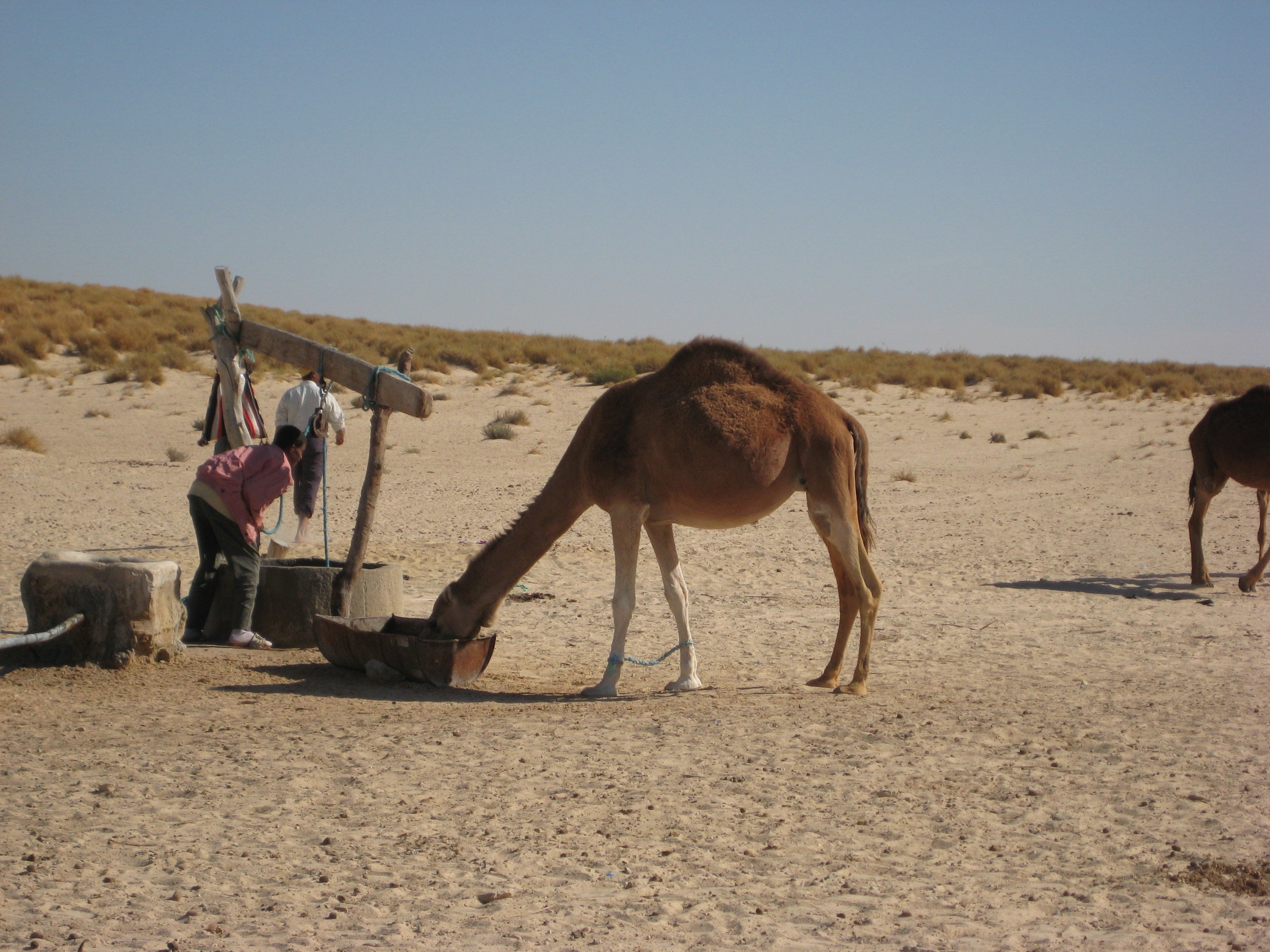 Pozo en el desierto en Tozeur: 1 opiniones y 4 fotos
