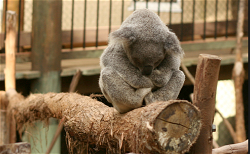 Daisy Hill Koala Centre