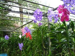 Sai Nam Phung Orchid
