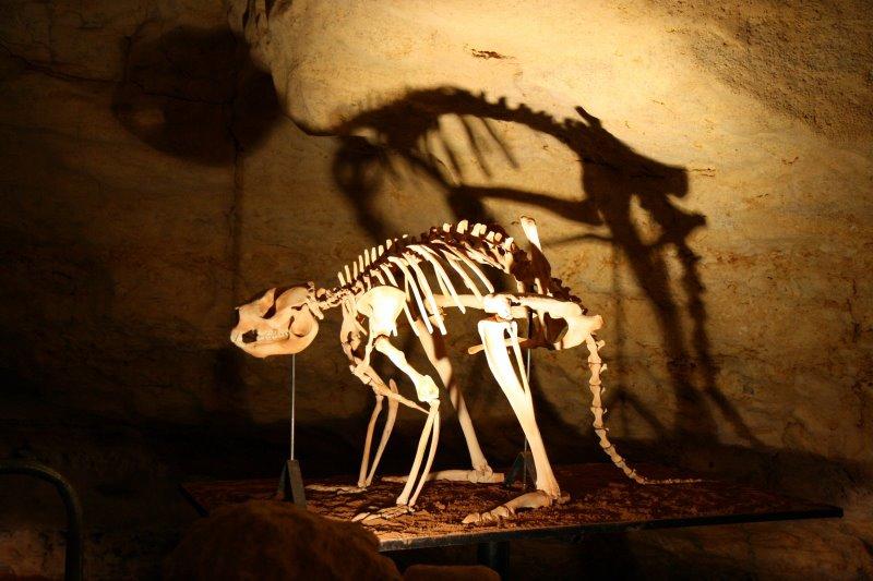 Australia fossil Fossils in