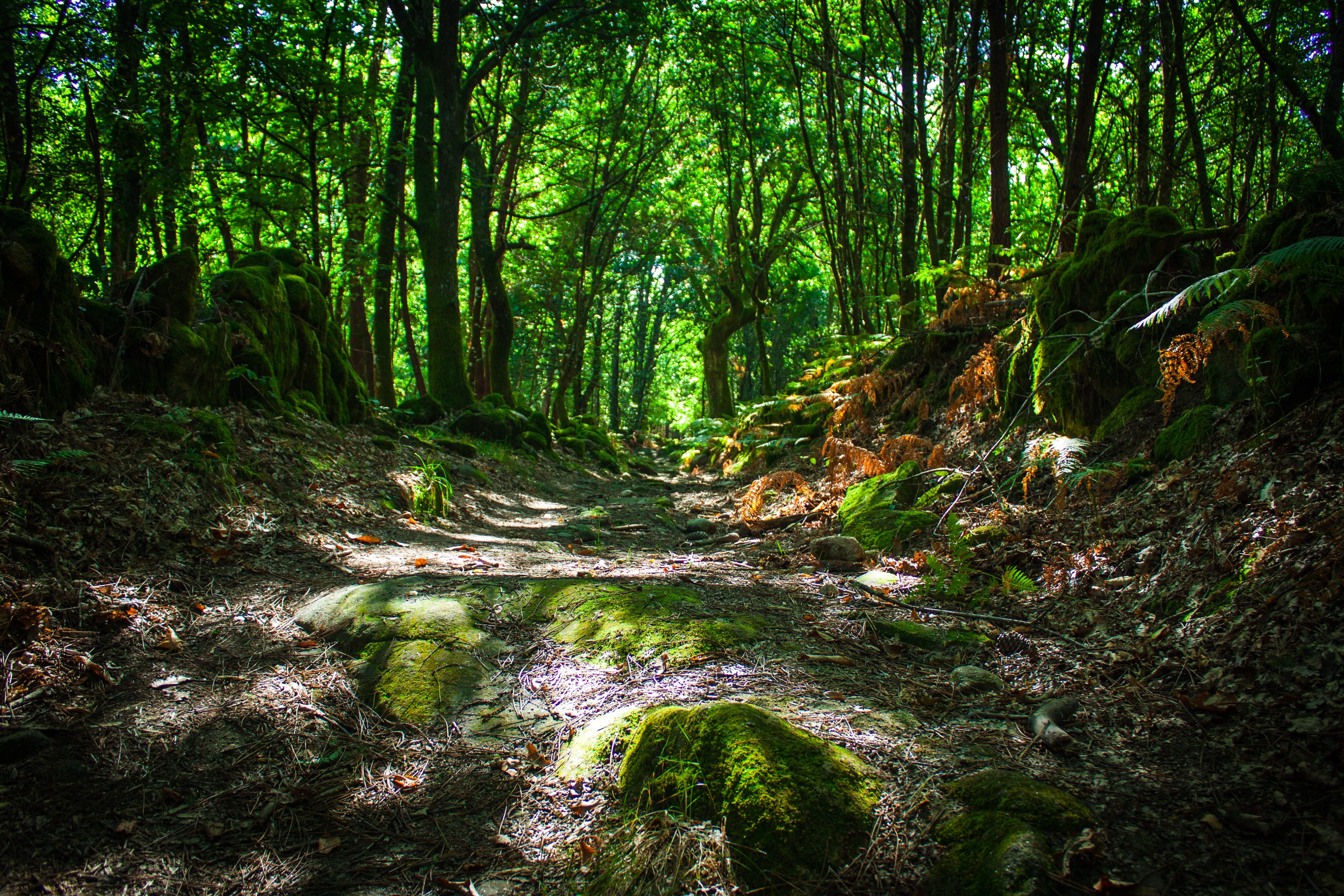 Bosque Encantado En Cangas De Morrazo 4 Opiniones Y 2 Fotos
